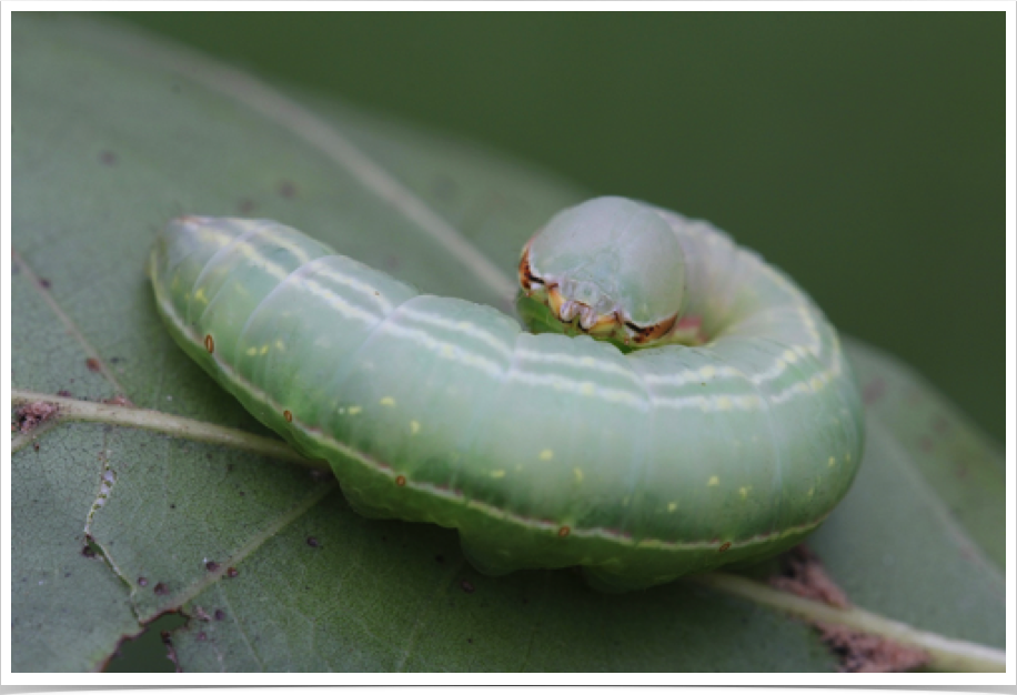 Peridea angulosa
Angulose Prominent
Hale County, Alabama